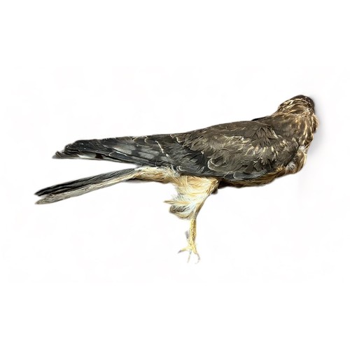 320 - Taxidermy: A Harrier Hawk (Circinae). Length 45cm.