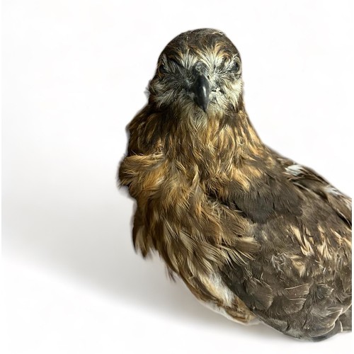 320 - Taxidermy: A Harrier Hawk (Circinae). Length 45cm.