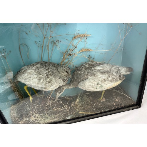 318 - Taxidermy: A pair of Little Bustard's (Tetrax tetrax) in naturalistic setting within glazed case. Ca... 