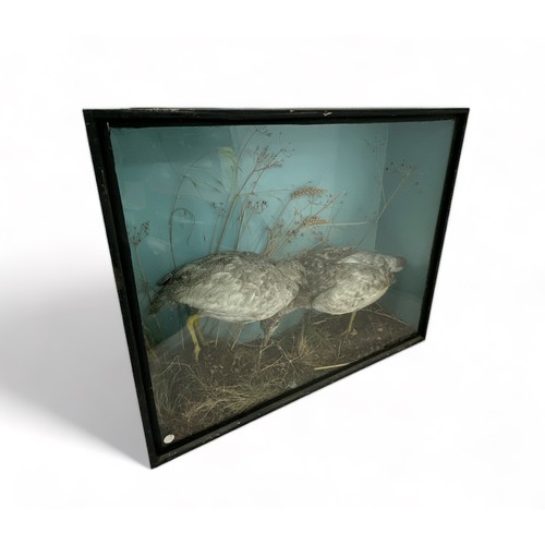 318 - Taxidermy: A pair of Little Bustard's (Tetrax tetrax) in naturalistic setting within glazed case. Ca... 