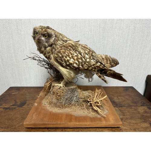 321 - Taxidermy: A Tawny Owl (Strix Aluco), sitting on log, on wooden base. Base measures 27 x 31cm. H30cm... 