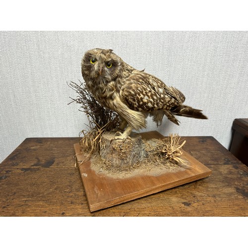 321 - Taxidermy: A Tawny Owl (Strix Aluco), sitting on log, on wooden base. Base measures 27 x 31cm. H30cm... 