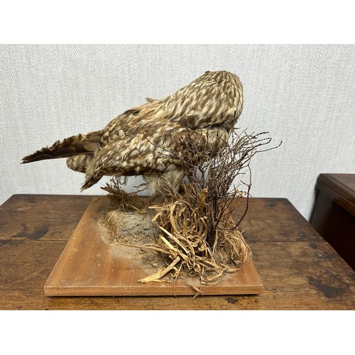 321 - Taxidermy: A Tawny Owl (Strix Aluco), sitting on log, on wooden base. Base measures 27 x 31cm. H30cm... 