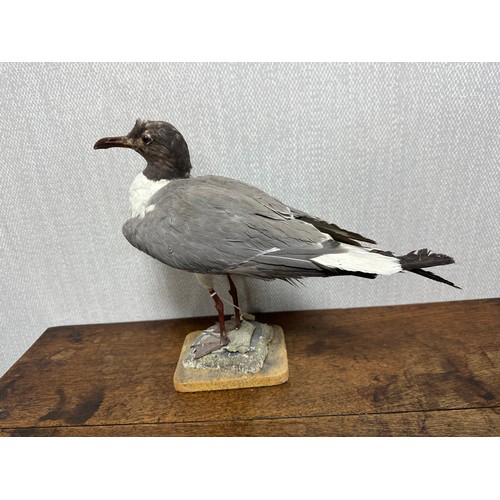 319 - Taxidermy: A Sabine's Gull (Xema sabini) and two others. Qty 3 pieces