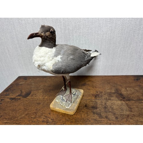 319 - Taxidermy: A Sabine's Gull (Xema sabini) and two others. Qty 3 pieces