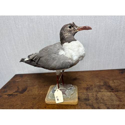 319 - Taxidermy: A Sabine's Gull (Xema sabini) and two others. Qty 3 pieces