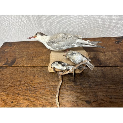 319 - Taxidermy: A Sabine's Gull (Xema sabini) and two others. Qty 3 pieces