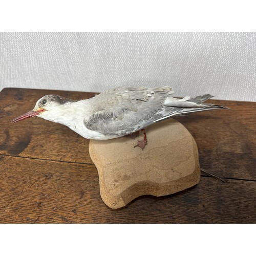 319 - Taxidermy: A Sabine's Gull (Xema sabini) and two others. Qty 3 pieces