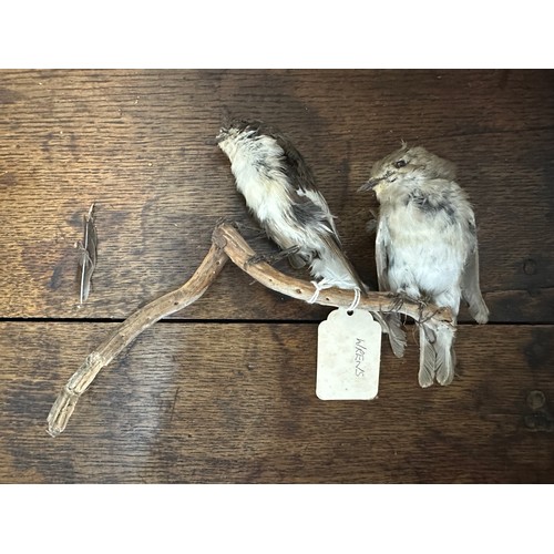 319 - Taxidermy: A Sabine's Gull (Xema sabini) and two others. Qty 3 pieces