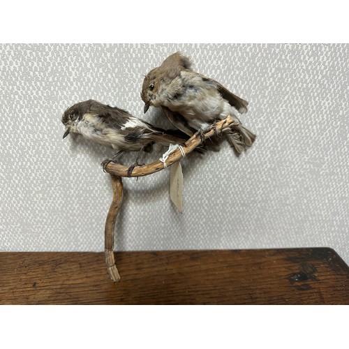 319 - Taxidermy: A Sabine's Gull (Xema sabini) and two others. Qty 3 pieces