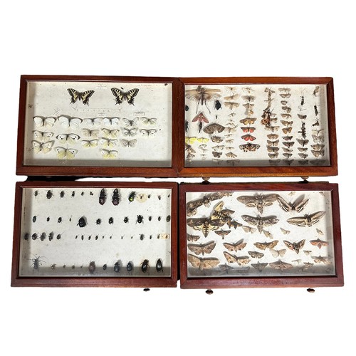 316A - Wooden ten drawer insect cabinet, with many interesting specimens, including various butterflies, mo... 