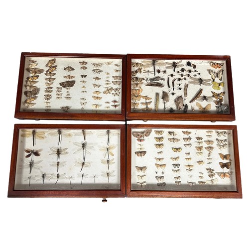 316A - Wooden ten drawer insect cabinet, with many interesting specimens, including various butterflies, mo... 