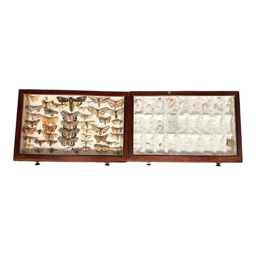 316A - Wooden ten drawer insect cabinet, with many interesting specimens, including various butterflies, mo... 