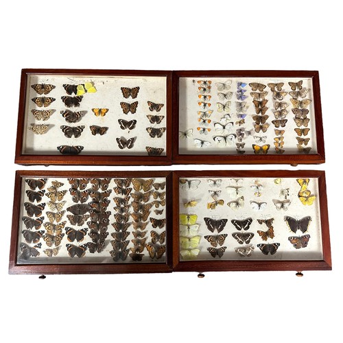 317A - Wooden ten drawer butterfly cabinet, with many interesting specimens, including; Marbled White, Smal... 