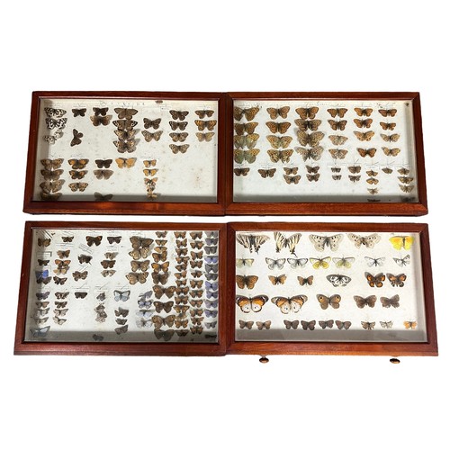 317A - Wooden ten drawer butterfly cabinet, with many interesting specimens, including; Marbled White, Smal... 