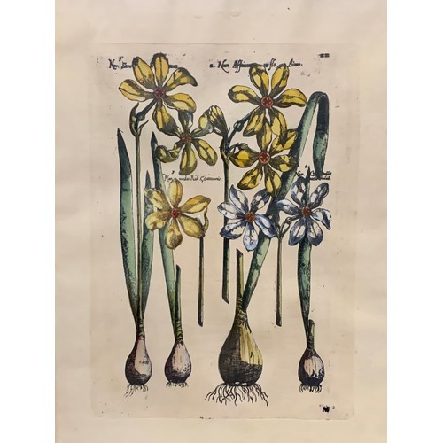 390 - Pair of Botanical prints, after Emanuel Sweert (Dutch, 1552-1612) with hand colouring. Floral to bul... 