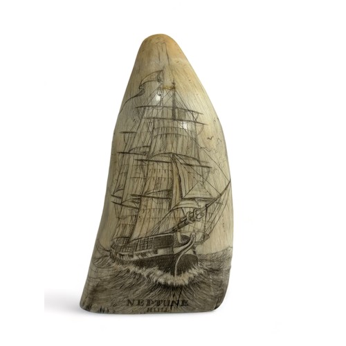 379 - Scrimshaw - A large standing whale tooth depicting a sailing ship steaming ahead with the words 'NEP... 