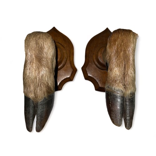 352 - Pair of 20th Century Taxidermy deer hoof coat hooks, attached to shield mounts. Height 23cm.