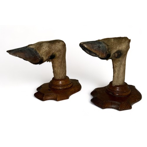 352 - Pair of 20th Century Taxidermy deer hoof coat hooks, attached to shield mounts. Height 23cm.