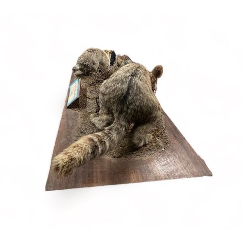 325 - Taxidermy Scottish Wild Cat (Felis silvestris) in naturalistic scene hunting a rabbit, mounted on la... 