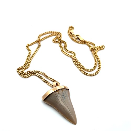 27 - A shark tooth pendant mounted in yellow metal (tests as 9ct gold), suspended on a 20