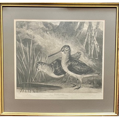 384 - Charles Turner (British, 1777-1857), ‘Woodcocks’ 4th Plate of the British Feather Game. Proof plate.... 