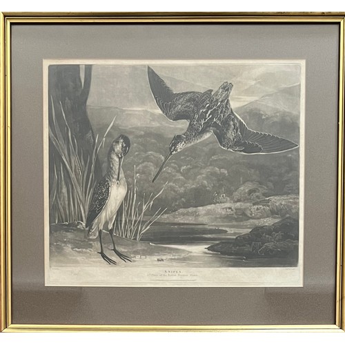 387 - Charles Turner (British, 1777-1857), ‘Snipes’ 3rd Plate of the British Feather Game. Proof plate. Pu... 