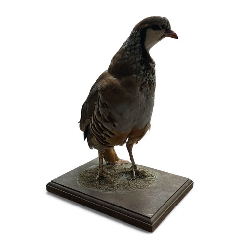 375 - Taxidermy: A Red-legged Partridge (Alectoris rufa) on an oak base.