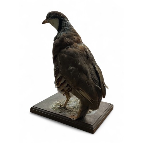 375 - Taxidermy: A Red-legged Partridge (Alectoris rufa) on an oak base.