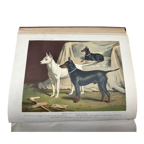 503 - SHAW, VERO. The Illustrated Book of the Dog by Vero Shaw. Published by Cassell, Galpin & Co [London]... 