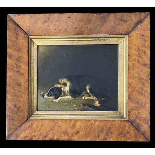 426 - 19th / 20th Century competent oil on board of a resting Border Collie. Unsigned, framed and glazed. ... 