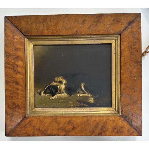 426 - 19th / 20th Century competent oil on board of a resting Border Collie. Unsigned, framed and glazed. ... 