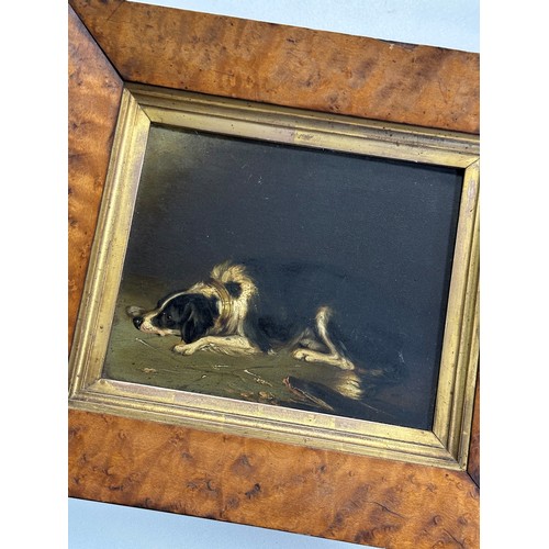 426 - 19th / 20th Century competent oil on board of a resting Border Collie. Unsigned, framed and glazed. ... 