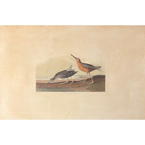 377 - John James Audubon (American, 1785-1851), ‘Red-breasted Snipe’ No. 67 Plate CCCXXXV, hand-coloured a... 