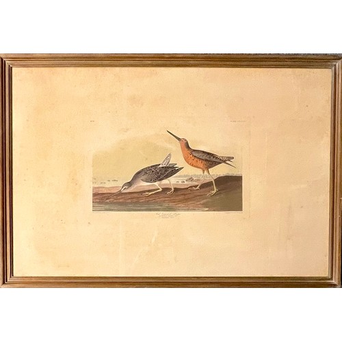 377 - John James Audubon (American, 1785-1851), ‘Red-breasted Snipe’ No. 67 Plate CCCXXXV, hand-coloured a... 