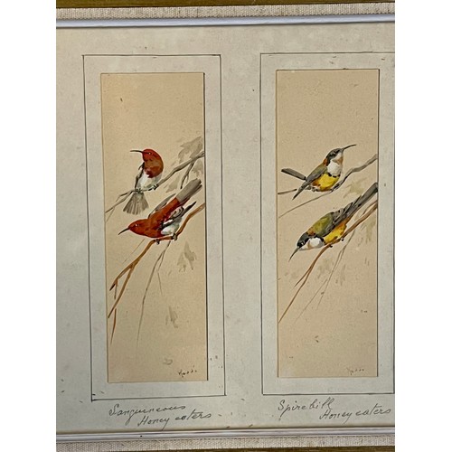 387 - British School 19th / 20th Century, set of twelve miniature ornithological watercolours of various b... 