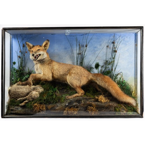 656 - A late 19th/early 20th Century taxidermy model of a fox hunting a rabbit. Full mount with snarling f... 