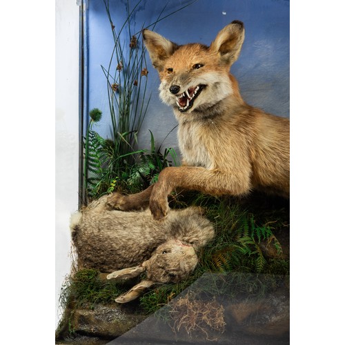 656 - A late 19th/early 20th Century taxidermy model of a fox hunting a rabbit. Full mount with snarling f... 