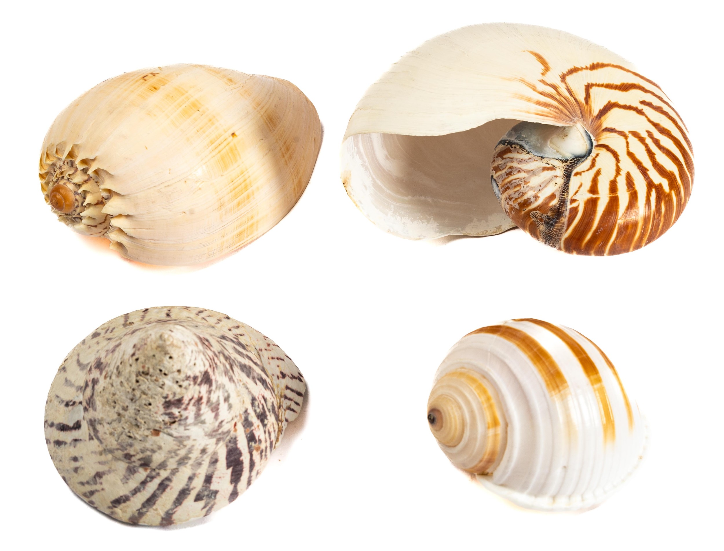 A selection of specimen sea shells, comprising Nautilus Pompilius ...