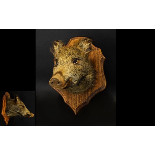 1404 - Taxidermy Interest Wild Boar Shoulder Shield Mount Antique wooden shield mount with female wild boar... 