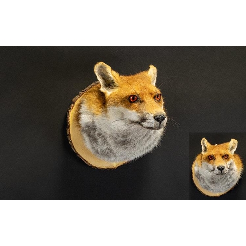 1413 - Taxidermy Interest A Red Fox (Vulpes vulpes) Head Wall mounted on circular log slice with brass hook... 