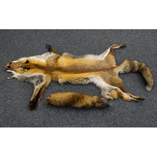 1414 - A Red Fox Pelt Full pelt in good condition, tail intact. Along with a single red fox brush - Fur sli... 