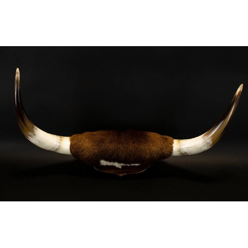 1415 - Taxidermy Interest Cattle Horn Wall Mount Mounted on wood wall shield, the hide and horns in very go... 