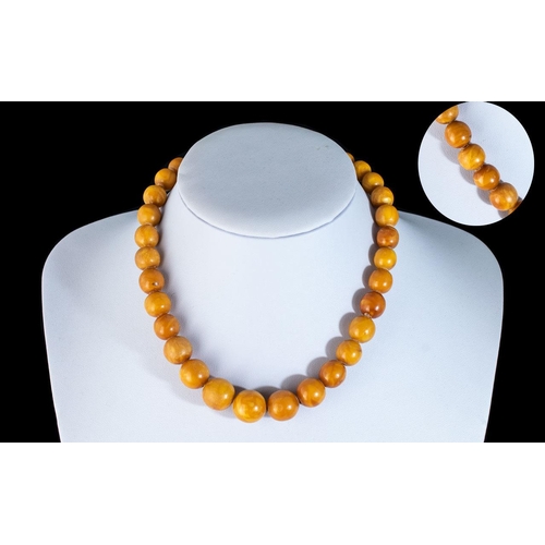 131 - 1920's Fine Quality Butterscotch Amber Beaded Necklace with Gold Tone Clasp. Good Colour and Well Ma... 