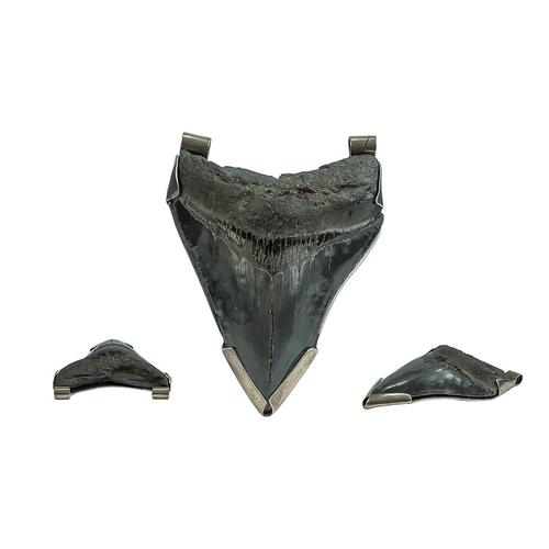 409 - Fossilized Megalodon (Shark) Tooth Set In A Silver Mount, Fully Hallmarked, 4½ x 4 Inches