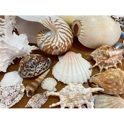 1563 - Box of Assorted Sea Shells, various shapes and sizes, approx 40 in total.