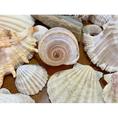 1563 - Box of Assorted Sea Shells, various shapes and sizes, approx 40 in total.