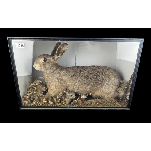 1346 - Taxidermy Interest - Large Hare with Babies. Housed in original antique glass case.