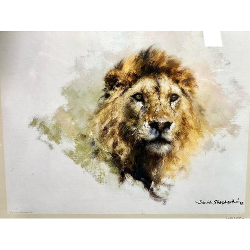 976 - David Shepherd - Set of Four Signed Limited Edition Prints, including Lion's Head, Tiger's Head, Lio... 