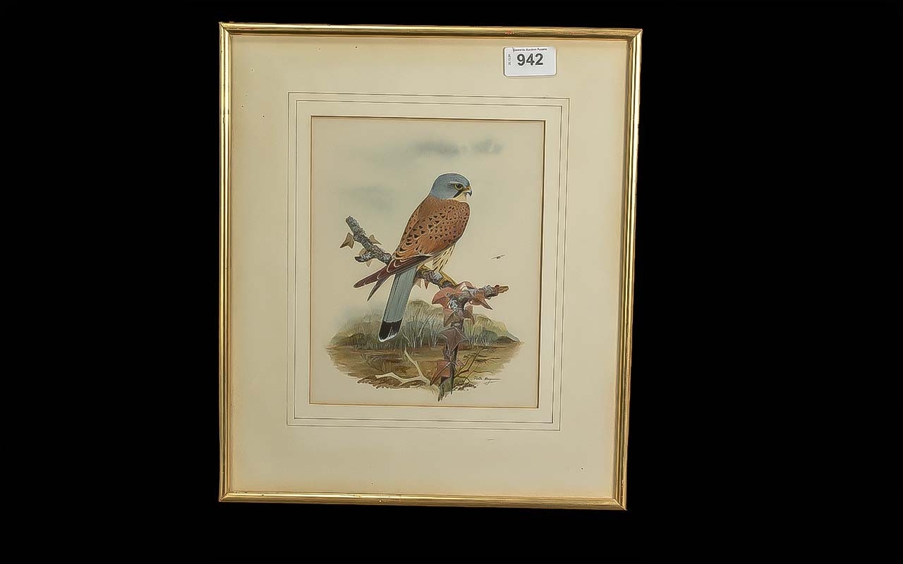 A Well Presented & Executed Watercolour Drawing of a hunting bird ...